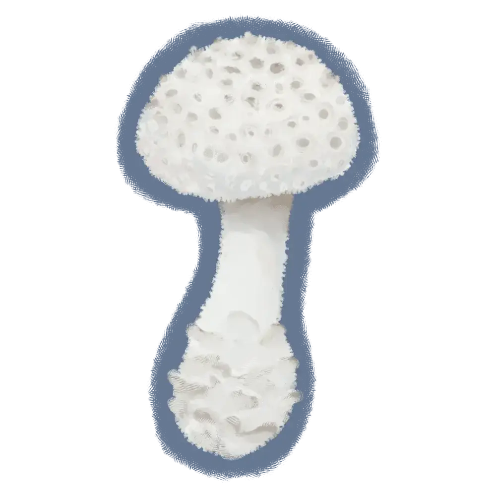 Amanita cokeri