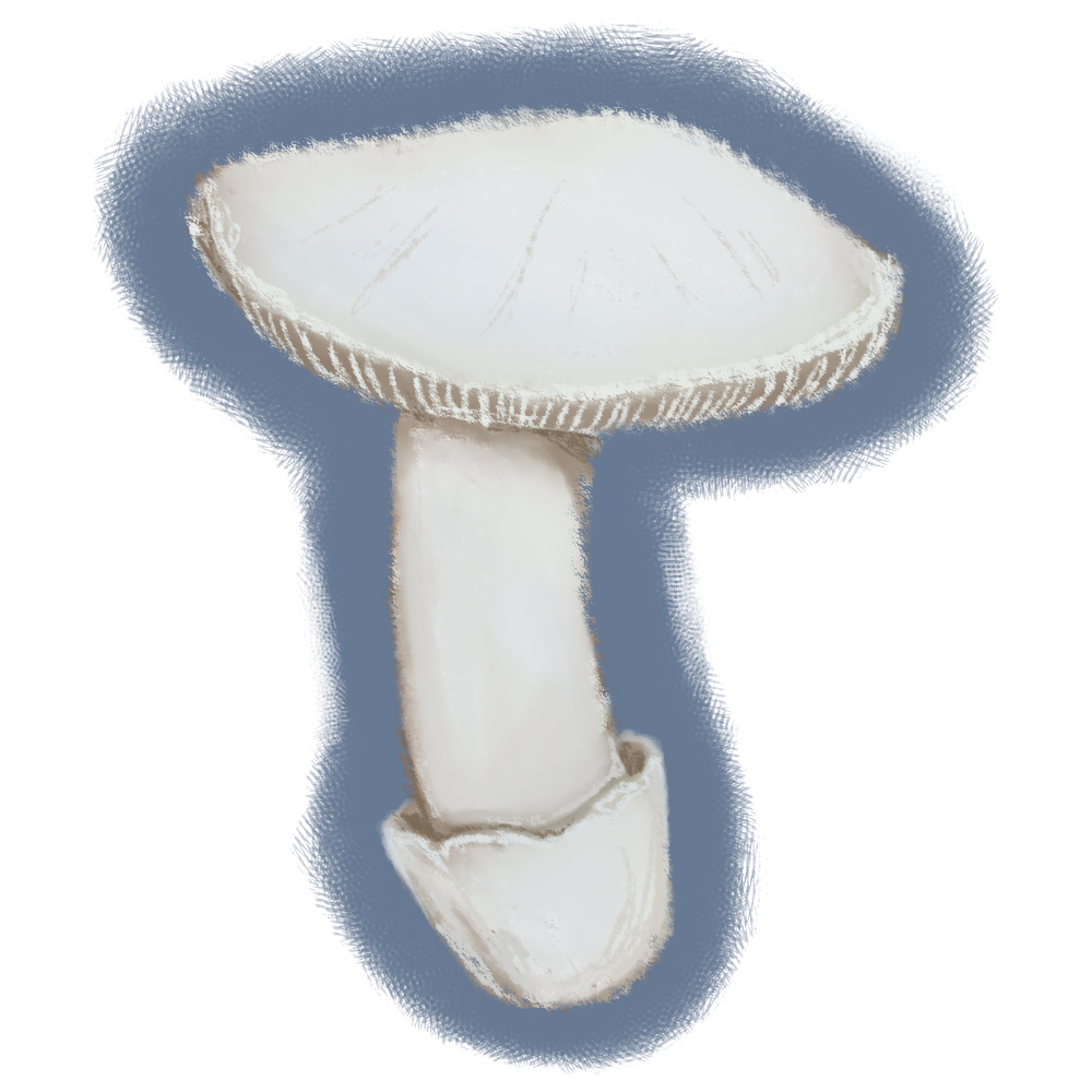 Amanita ocreata