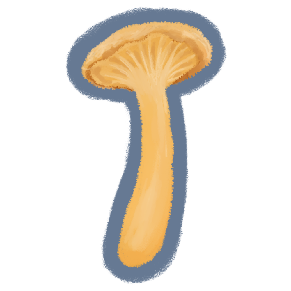 Cantharellus minor
