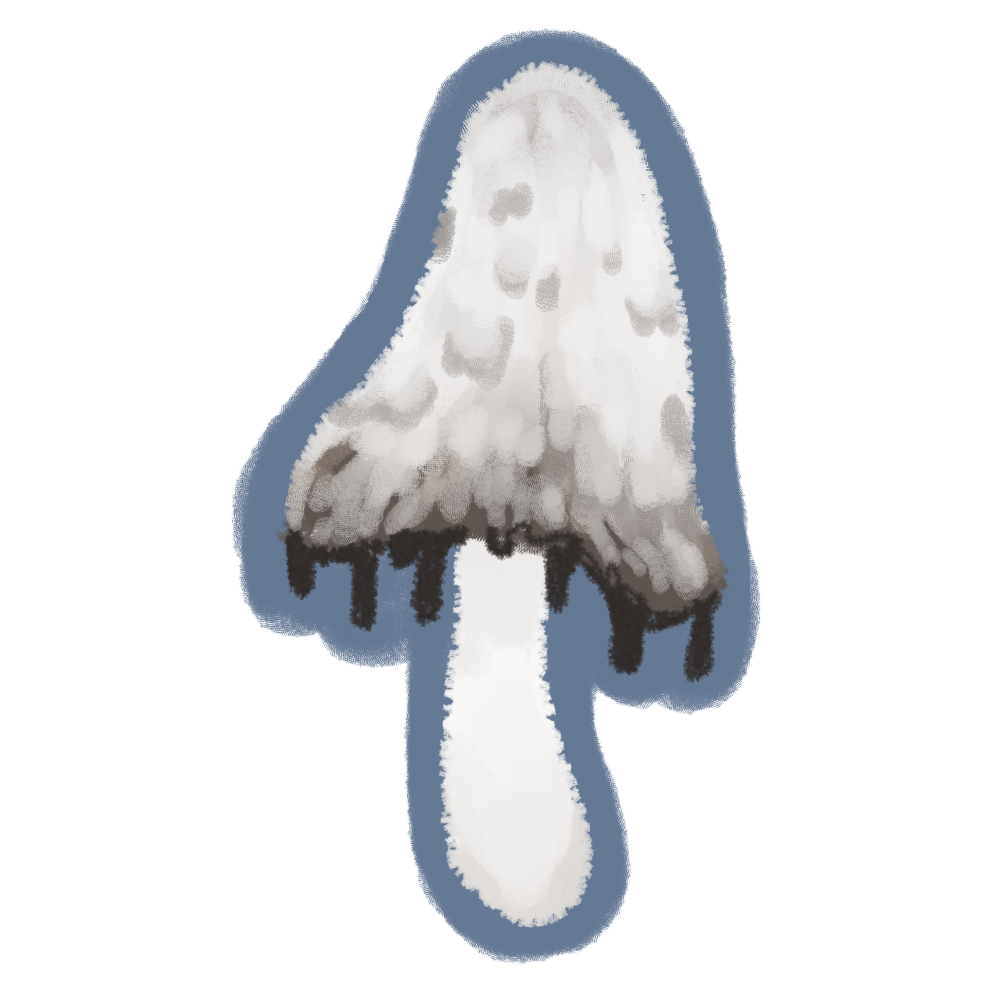Coprinus comatus