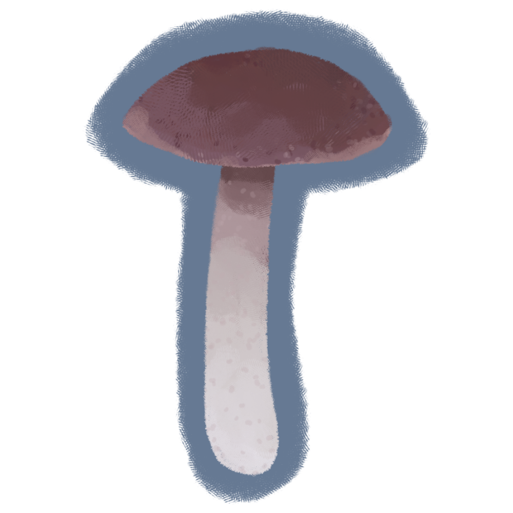 Entoloma violaceum