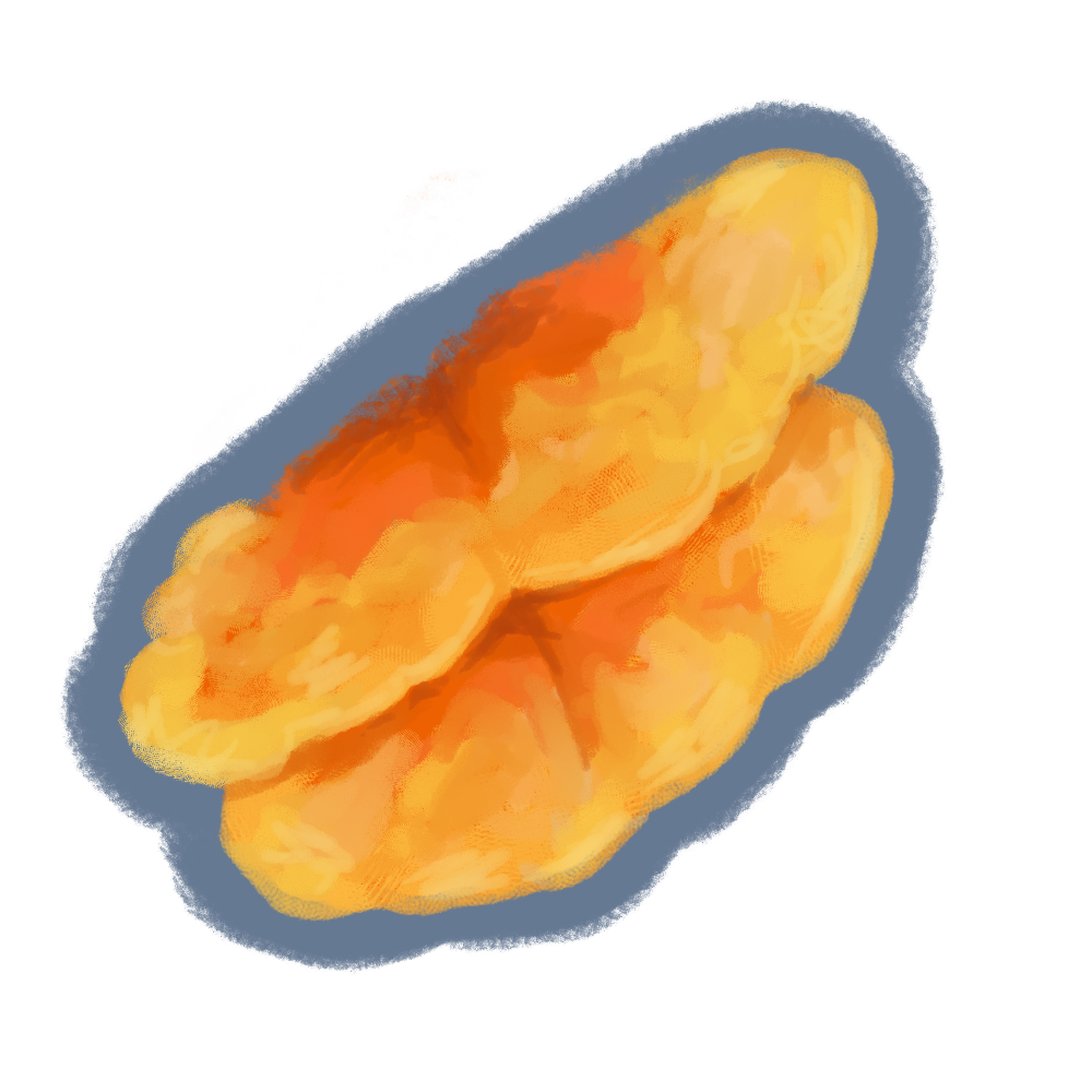 Laetiporus sulphureus