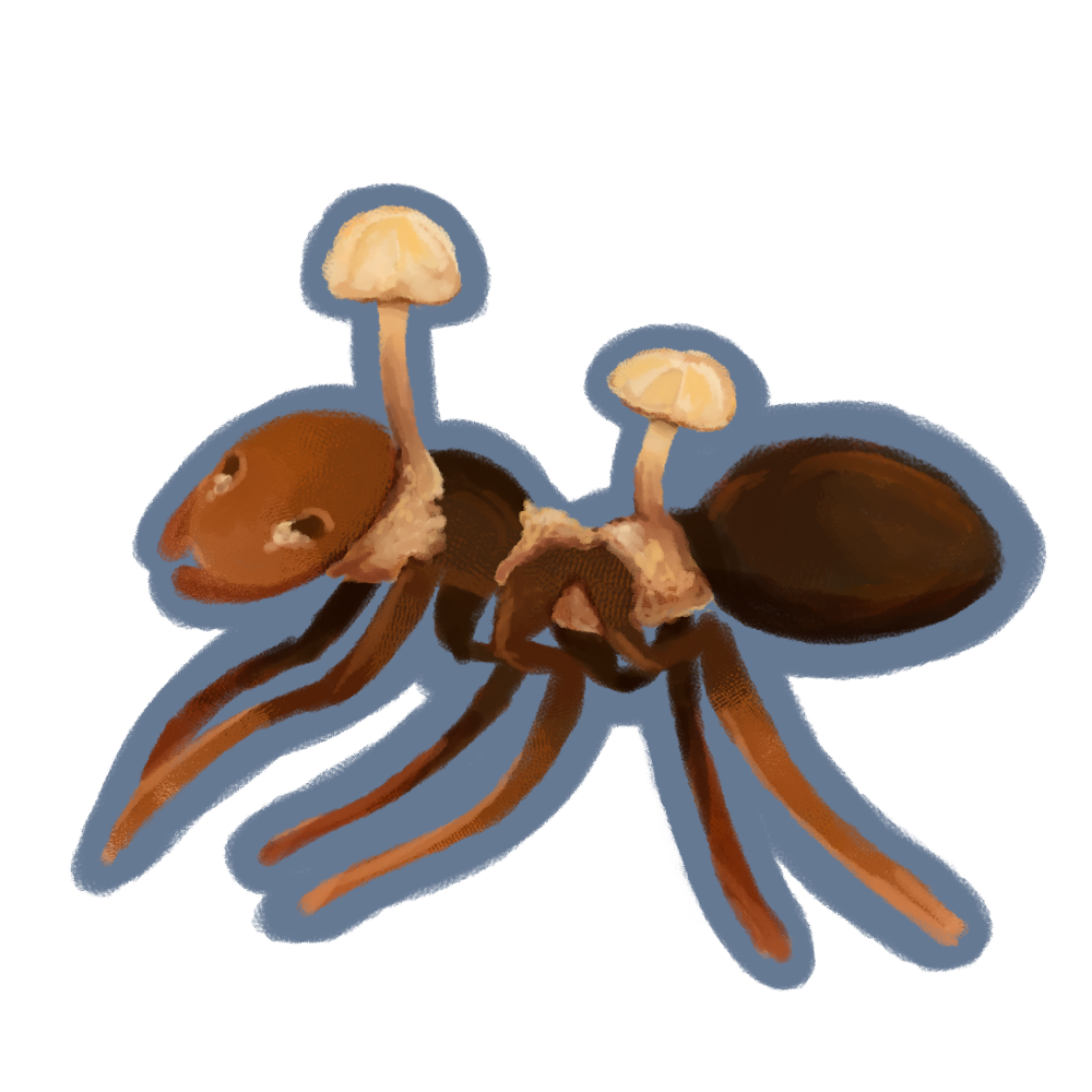 Ophiocordyceps unilateralis