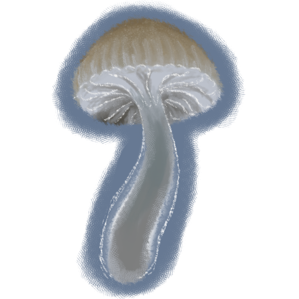Roridomyces austrororidus
