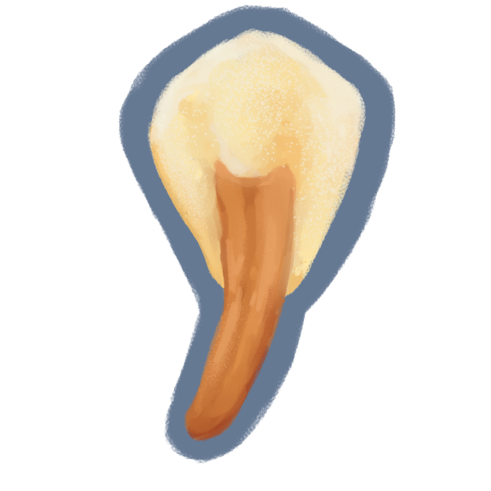 Spathulariopsis velutipes