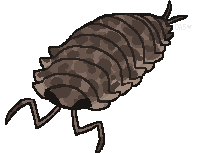 isopods adopt